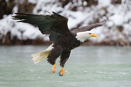 Eagle flying above the Skagit River
